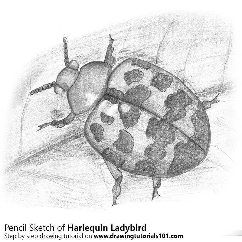 Ladybird-BW