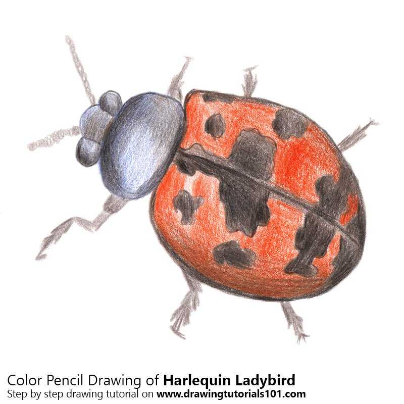 Ladybird-C