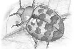 Ladybird-BW