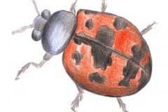 Ladybird-C
